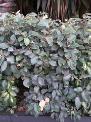 Elaeagnus pungens