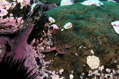 Hypoplectrodes maccullochi