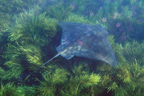 New Zealand Eagle Ray Myliobatis Tenuicaudatus Inaturalist Nz