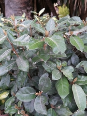 Elaeagnus pungens