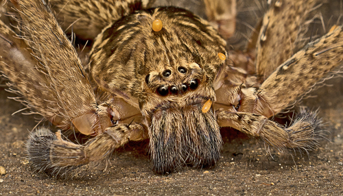 Jungle Huntsman Spider photo 6