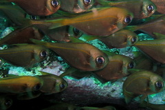 Pempheris compressa
