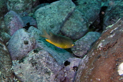 Plectroglyphidodon gascoynei