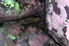 Trachinops taeniatus