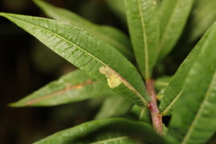 Mompha raschkiella