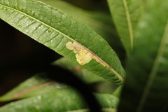 Mompha raschkiella