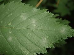 Erysiphe ulmi