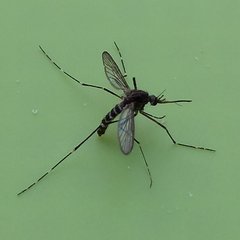 Culiseta alaskaensis