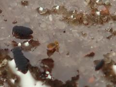 Sminthurides aquaticus