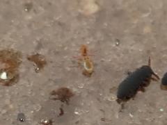 Sminthurides aquaticus