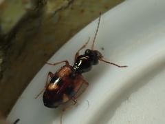 Bembidion articulatum