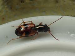 Bembidion articulatum