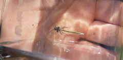 Coenagrion ornatum