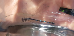 Coenagrion ornatum