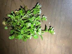 Cochlearia groenlandica