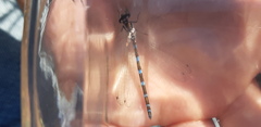Coenagrion ornatum
