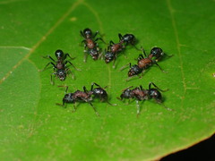 Stictoponera bicolor