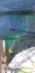 Coenagrion ornatum