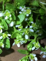 Cochlearia groenlandica