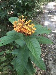 Ixora congesta