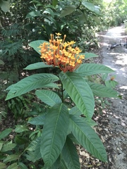 Ixora congesta