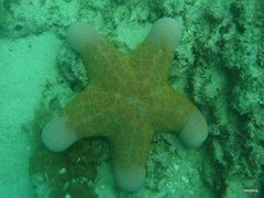 Choriaster granulatus