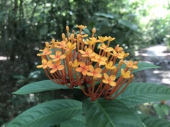 Ixora congesta