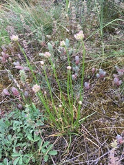 Armeria maritima elongata