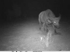 Syncerus caffer brachyceros