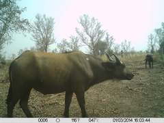 Syncerus caffer brachyceros