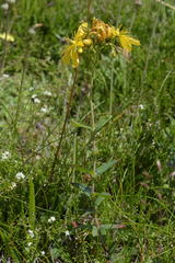 Hypericum richeri