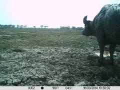 Syncerus caffer brachyceros