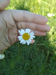Tripleurospermum inodorum