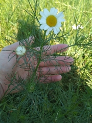 Tripleurospermum inodorum
