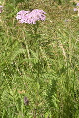 Achillea distans stricta
