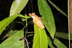 Polypedates macrotis