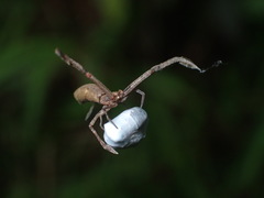 Miagrammopes orientalis