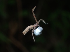 Miagrammopes orientalis