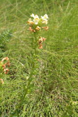 Pedicularis tuberosa