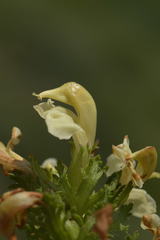 Pedicularis tuberosa