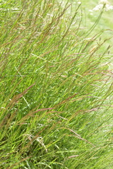 Agrostis agrostiflora