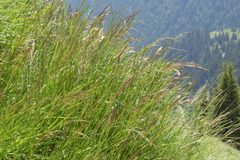 Agrostis agrostiflora
