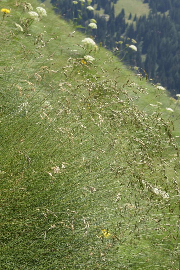 Festuca scabriculmis