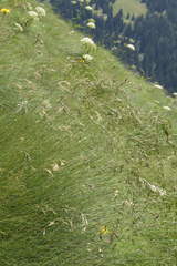 Festuca scabriculmis