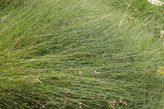 Festuca scabriculmis
