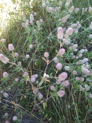 Trifolium arvense