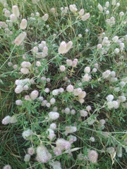 Trifolium arvense