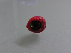 Alectryon excelsus