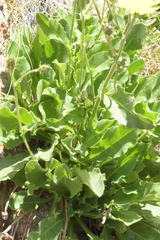 Hieracium amplexicaule pulmonarioides