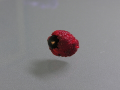 Alectryon excelsus